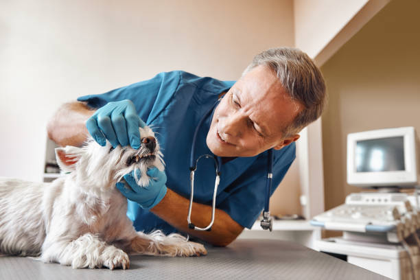 Best Emergency Dental Care for Trauma or Injury in Belmont, PA